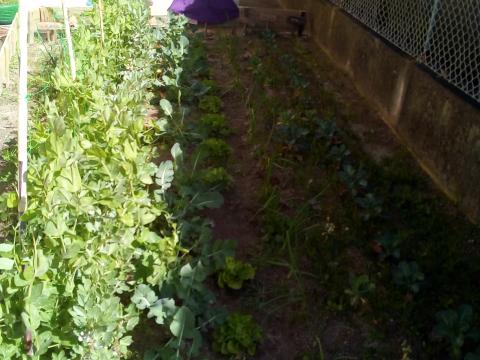 Final de Março: A nossa horta em avançado estado de crescimento. Está tudo maravilhoso!!!! Temos repolhos, brócolos, couve-flor, cebolas, alfaces, nabiça, alho-francês, alfaces, favas, ervilhas e abóboras. A mãe da Francisca veio construir um espantalho.